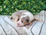 Bordercollie Yavrularım
