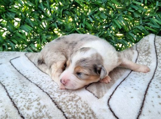 Bordercollie Yavrularım görsel
