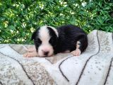 Bordercollie Yavrularım
