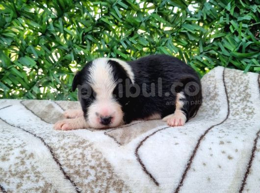 Bordercollie Yavrularım görsel