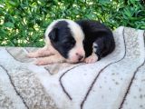 Bordercollie Yavrularım