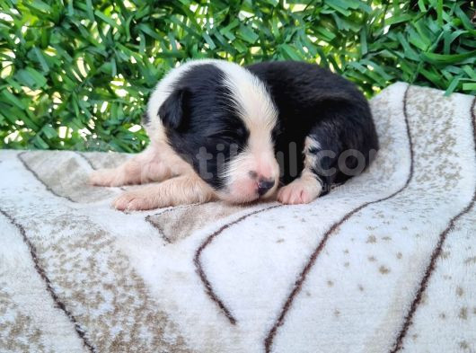 Bordercollie Yavrularım görsel