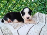 Bordercollie Yavrularım