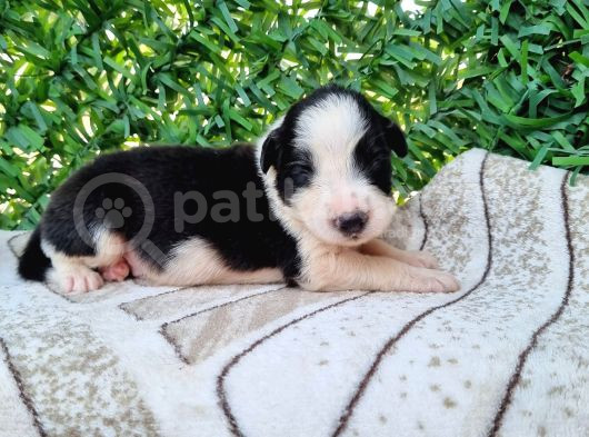 Bordercollie Yavrularım görsel