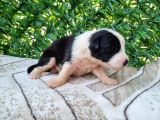 Bordercollie Yavrularım