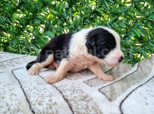 Bordercollie Yavrularım görsel