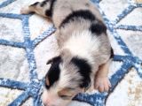 Bordercollie Yavrularım