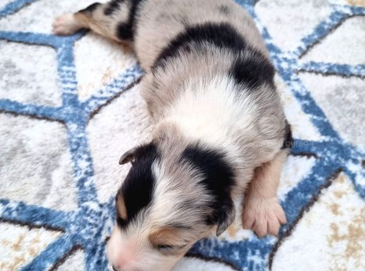 Bordercollie Yavrularım görsel