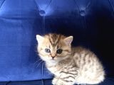 Safkan Minikler
