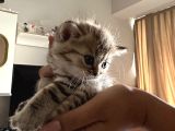 Safkan Minikler
