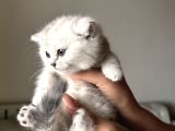 Safkan Minikler