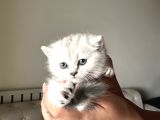 Safkan Minikler