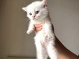 Safkan minikler