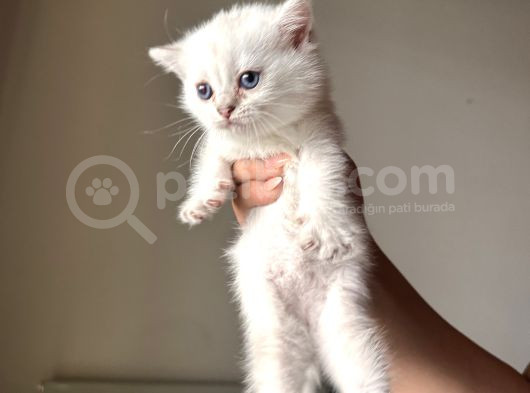 Safkan Minikler