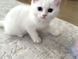 3 aylık british kızıma yeni yuva arıyorum