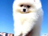 Pomerrian Boo Yavrularımız Sevimli Yavrular 