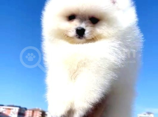 Pomerrian Boo Yavrularımız Sevimli Yavrular  görsel