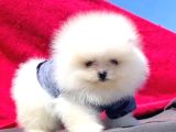 Pomerrian boo yavrularımız Sevimli Yavrular 
