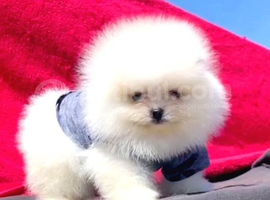 Pomerrian Boo Yavrularımız Sevimli Yavrular 