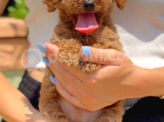 Mini Boy Puppy Kıpkırmızı Red Tooy Poodle  görsel