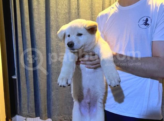 Asil Ve Güzel Japon Akita