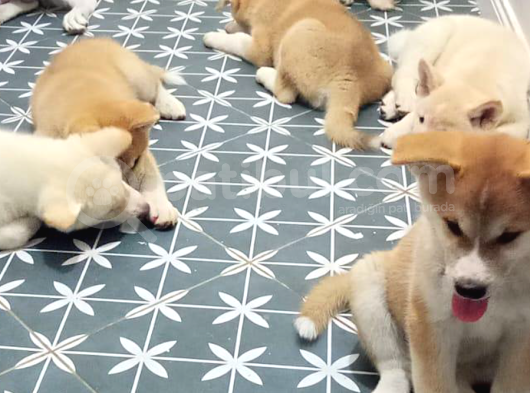 Asil Ve Güzel Japon Akita görsel