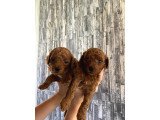 TOY POODLE YAVRULARI