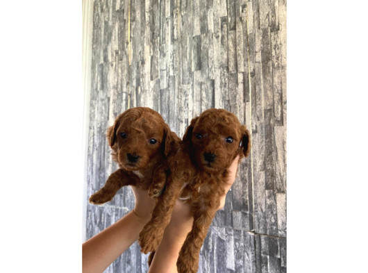 Toy Poodle Yavrulari