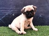 BABY PUG YAVRULARI