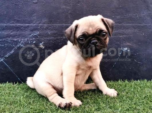 Baby Pug Yavrulari