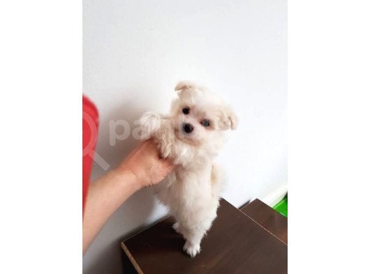A Kalite Maltese Terrier Yavrularımız görsel