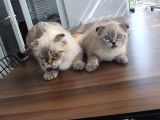 Scottish Fold