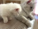 Ns11 British Long Hair Yavrularımıza Yuva
