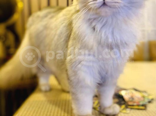 Ns11 British Long Hair Yavrularımıza Yuva görsel