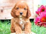 Kahve tonlu mini boy puppy sevimli yavrular MALTİPO CİNSİ 