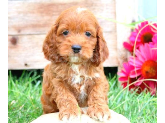 Kahve Tonlu Mini Boy Puppy Sevimli Yavrular Malti̇po Ci̇nsi̇ 