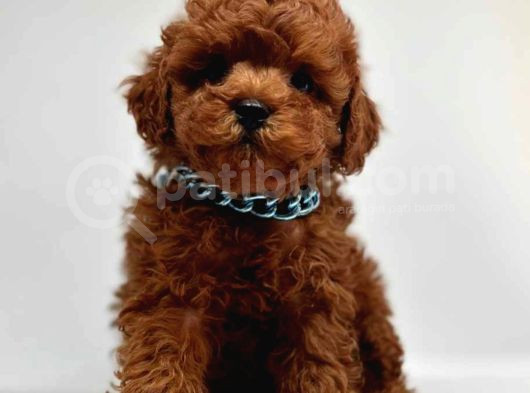 Aşıları Tam Wc Eğitimli Poodle Yavrular görsel