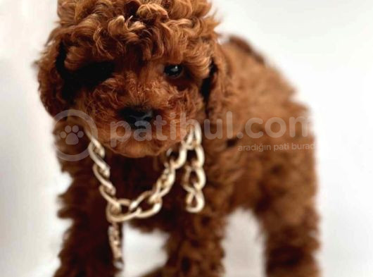 Aşıları Tam Wc Eğitimli Poodle Yavrular görsel