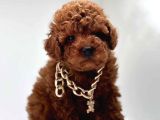 Aşıları tam wc eğitimli poodle yavrular