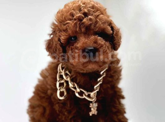 Aşıları Tam Wc Eğitimli Poodle Yavrular