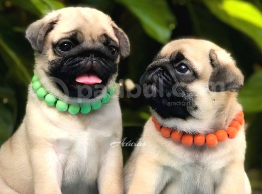 A Kalite Pug Bebekler Her Renk Mevcut görsel