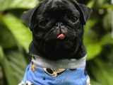 A kalite pug bebekler her renk mevcut