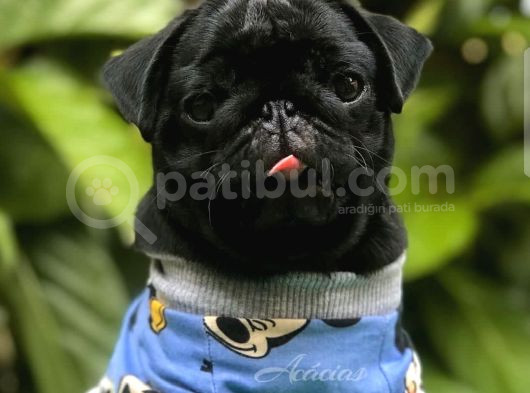 A Kalite Pug Bebekler Her Renk Mevcut