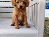 2 aylık maltipoo