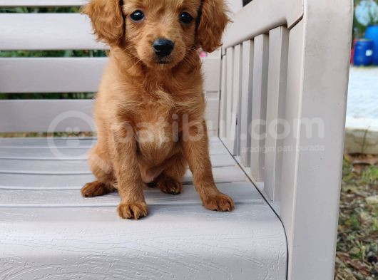 2 Aylık Maltipoo