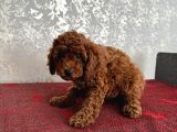 Orijinal Kore Kan Poodle Dan Toy Poodle