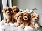 Kahve tonlu mini boy puppy sevimli yavrular MALTİPO CİNSİ 