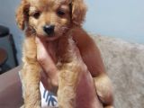 2 Aylık Maltipoo