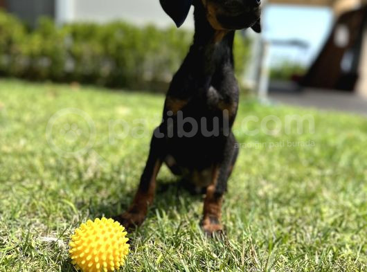 Doberman Yavruları Yeni Yuvalarına Gitmeye Hazırlar görsel