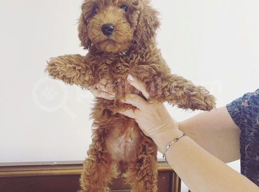 Red Brown Toy Poodle Bebekler görsel
